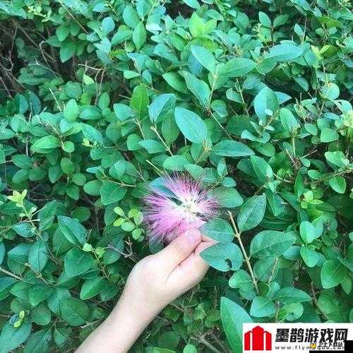 香蕉含羞草绿巨人：神奇植物世界中的独特存在与魅力展现