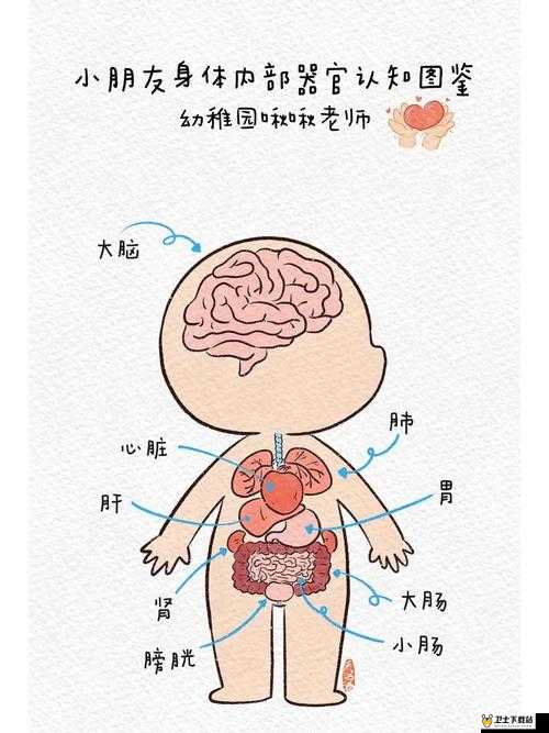 身体内的插曲之关于身体内部奇妙现象与奥秘的探索